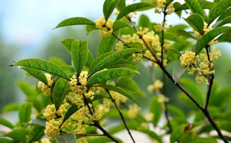 桂花種植土壤|桂花種植指南：澆水、施肥、溫度全攻略 